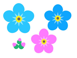 Forget me not flower isolated on white background. Blue and pink bloom with buds. Vector illustration.