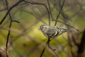 Vögel an der Winterfütterung