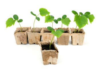 cucumber's plant in peat box