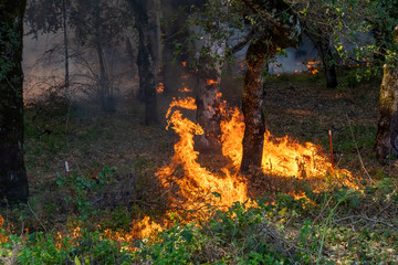 Trees on Fire in California