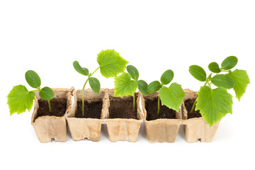 A row of small cucumber's sprouts