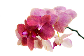 Fototapeta na wymiar Blossoming orchid isolated on white background