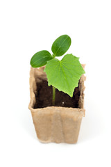 A cucumber's plant in paper box