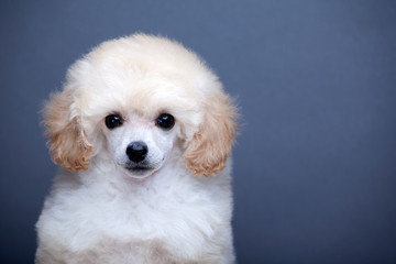 image of dog dark background 