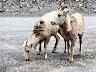Big horned sheep eating salt on the winter road