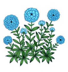 Hand drawn blooming blue flowers isolated on white background, Botanical illustration.