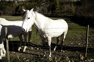 Obraz na płótnie Canvas Horse in meadow