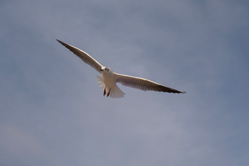 Seagulls and pigeons on the seashore on the beach on a sunny spring day.
