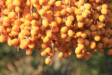 dátiles alimento fruto palmera 4M0A7287-as20