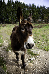 Fototapeta premium Donkeys on farm