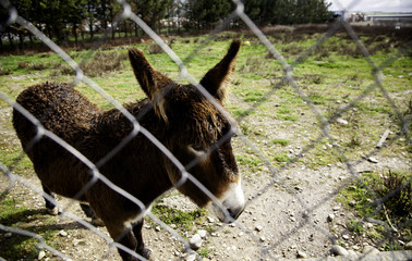 Donkeys on farm