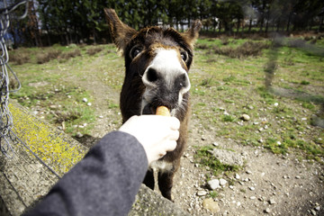 Donkeys on farm