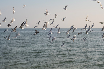 Seagulls and pigeons on the seashore on the beach on a sunny spring day.