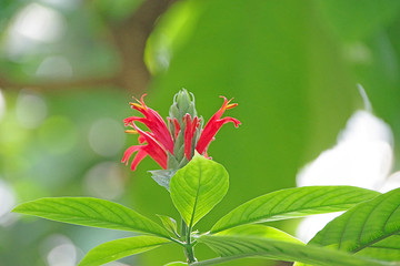 Fleur du jardin botanique de Lyon