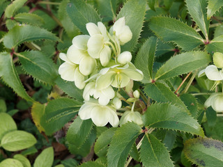Helleborus argutifolius - Korsische Nieswurz mit stark gezännt, dunkelgrünen dekorativen...