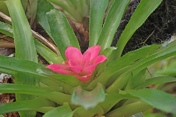 Obraz premium Fleur du jardin botanique de Lyon