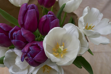 Bouquet of tulips. White and purple tulips.