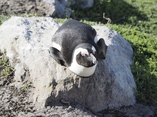 Brillenpinguine - Kolonie bei Kapstadt in Betty's Bay