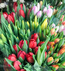 Colorful tulips for sale at market.