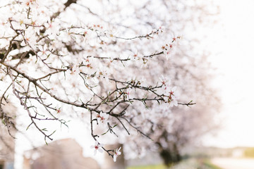 Background of almond blossoms tree. Cherry tree with tender flowers. Amazing beginning of spring. Selective focus. Flowers concept.