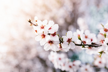 Background of almond blossoms tree. Cherry tree with tender flowers. Amazing beginning of spring. Selective focus. Flowers concept.