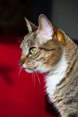 gata de perfil con mirada fija sobre fondo rojo