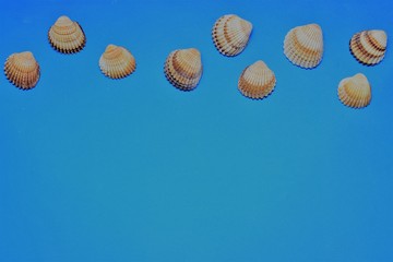 Conchas sobre fondo azul, espacio para texto