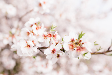 Fototapeta na wymiar Background of almond blossoms tree. Cherry tree with tender flowers. Amazing beginning of spring. Selective focus. Flowers concept.