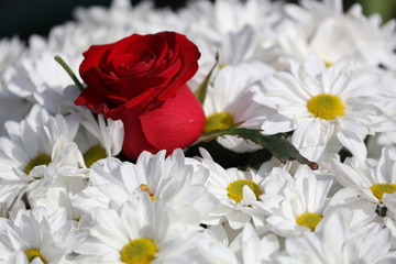 bouquet of red and white flowers close-up view