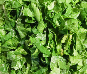 Image Of Fresh Spinach (Spinacia oleracea)