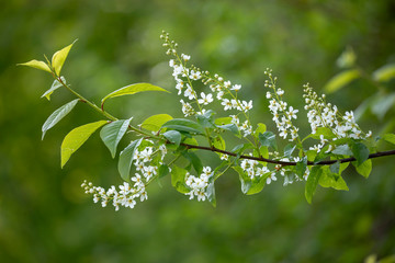 Obraz premium fresh spring blooming tree branch