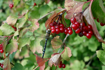 close up of a dragonfly on on branch with red berries