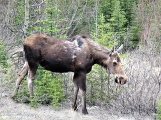 A mother moose eating willow