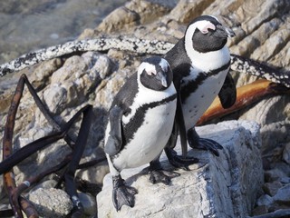 Naklejka premium Brillenpinguine - Kolonie bei Kapstadt in Betty's Bay