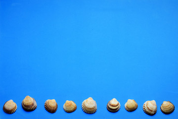 Conchas sobre fondo azul, espacio para texto