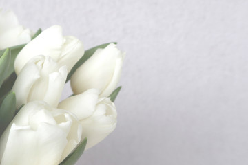 White tulips on the grey background, close-up. Copy space.