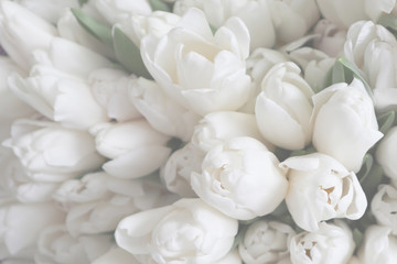 Fototapeta White tulips on the grey background, close-up. obraz