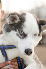 Husky dog with blue eyes 