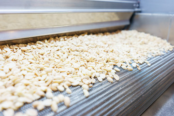 Raw nuts on a conveyor belt.