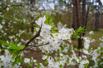 Obraz premium White small flowers in the spring forest