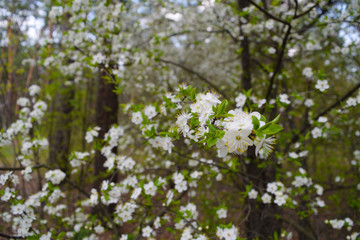 View of many white beautiful small flowers on the forest background