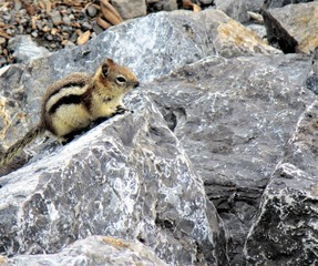 chipmunk on a rock