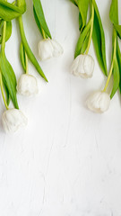 Flowers composition. Delicate tulip flowers on white backdrop. Valentines day, Mothers day concept. Top view, copy space