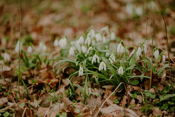 growing snowdrops in spring in park