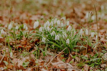 growing snowdrops in spring in park