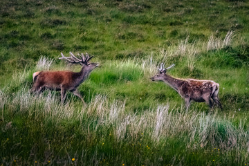 Two roe deer on a meadow, Scotland