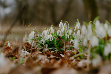 growing snowdrops in spring in park