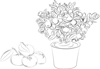 Vector illustration imitating a pencil drawing. Image of a miniature tangerine withered tree in a flower pot.