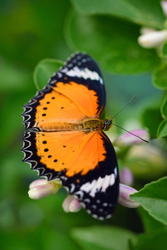 Close-up of a bright tropical butterfly, cethosia biblis, sitting on a lemon tree with flowers against a green background
