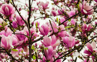 Obraz premium floral magnolia background. spring magnolia tree with many pink flowers. concept Women's Day 8 March Mother's Day congratulations background for a greeting or postcard. selective focus